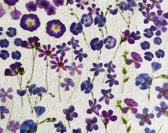 May include: An assortment of pressed purple and blue flowers, including cosmos, morning glories, and other small blossoms, are arranged on a textured white background. The flowers vary in size and shape, creating a delicate and natural aesthetic.