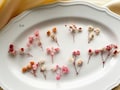 Dried Baby's Breath, Tiny Flowers, Letterbox Gift, Small Flower for Resin, Wedding Invitation Decor, Nail Design Supply