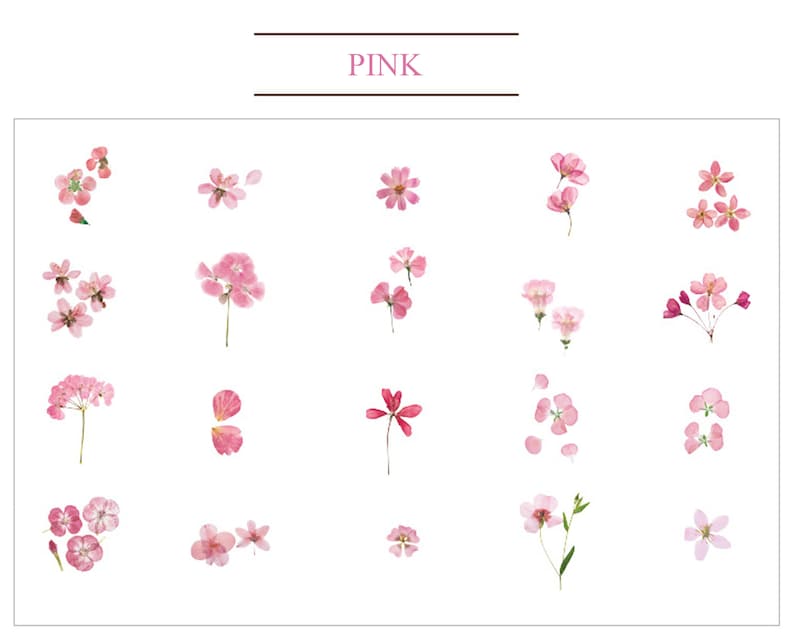 May include: A collection of pink pressed flowers, including single blossoms, clusters of flowers, and petals. The flowers are arranged in a grid pattern on a white background.