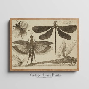 Vintage Drawing of Butterflies and Bugs, Digital Download, Farmhouse Decor, Wall Art, 1600&#39;s, Botanical Science
