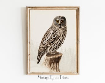 Owl Wall Art, Vintage Drawing, Home Decor, Digital Download, 1800&#39;s Fine Art, PRINTABLE, Farmhouse, Modern Farmhouse