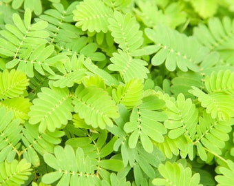 5g Mimosa Pudica or Sensitive Plant Flower Seeds. Open Pollinated, Annual, GMO Free, Untreated.