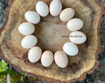 6 White American Bresse Eggs (half dozen)