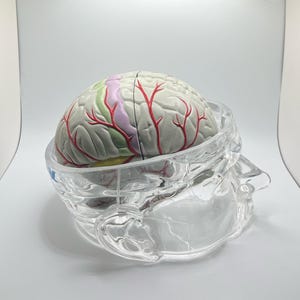 May include: A detailed anatomical model of a human brain, featuring a gray cerebrum with red veins and colorful sections. The brain model is encased in a clear, transparent skull-shaped structure, showcasing the brain's intricate details.