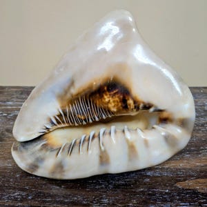 May include: A large, pearly white seashell with brown and tan markings. The shell has a wide opening and a textured interior. The exterior is smooth and glossy. The shell is resting on a wooden surface.