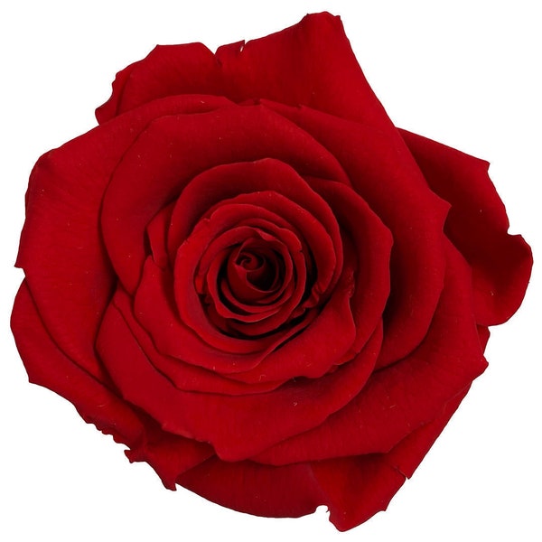 Wholesale XL RoseAmor Ecuadorian Preserved Roses, High Quality PACK OF 6