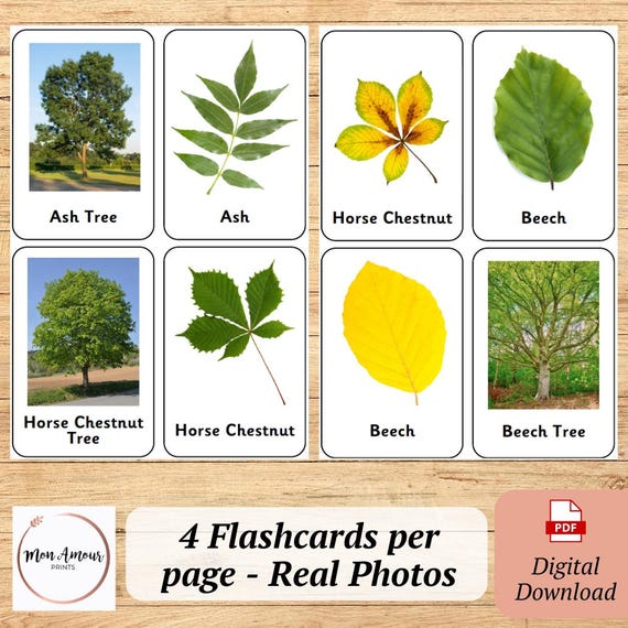 Tree & Leaf Flashcards | Evergreen and Deciduous Trees Match up