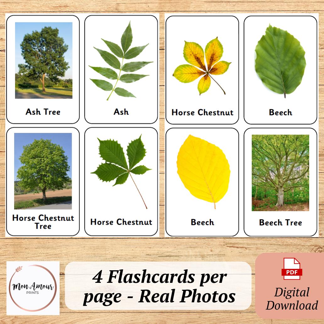 Ash Tree Identification Chart
