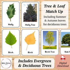 Schede didattiche su alberi e foglie / Abbinamento di alberi sempreverdi e decidui / Cambiamenti stagionali delle piante / Classificazione degli alberi / Identificazione delle foglie / DOWNLOAD DIGITALE