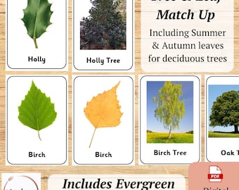Tree & Leaf Flashcards | Evergreen and Deciduous Trees Match Up | Plants Seasonal Changes | Tree Classification | Leaf ID | DIGITAL DOWNLOAD