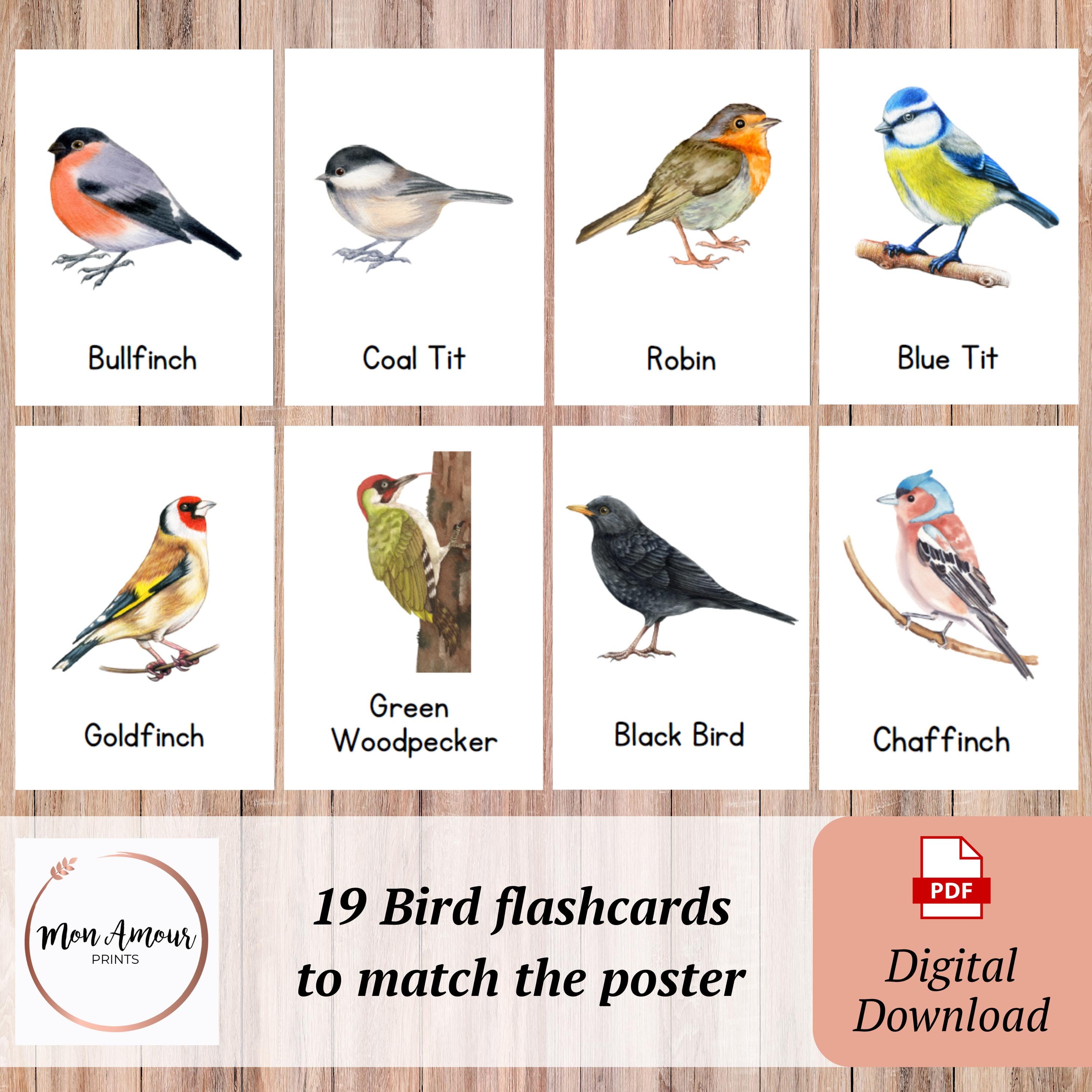 Printable British Garden Birds Poster and Flashcards | UK Bird ...