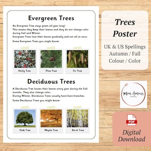 May include: A printable educational poster about evergreen and deciduous trees. The poster features illustrations of holly, pine, fir, oak, maple, and birch trees. It also includes the text "Trees Poster", "UK & US Spellings", "Autumn / Fall", "Colour / Color", and "Mon Amour Prints".
