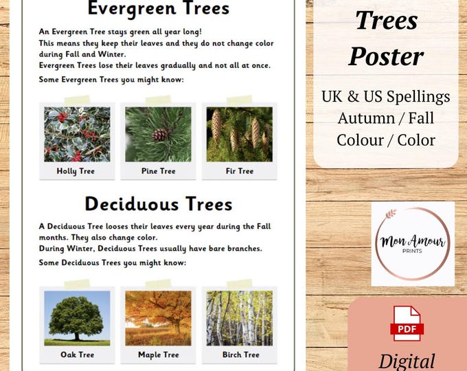 Conifer Vs Deciduous Trees: Printable Classroom Poster for Tree ...