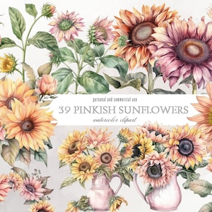Tournesols roses PNG Clipart fichiers, Bouquets de fleurs automne aquarelle, éléments d’utilisation commerciale, tournesol Digital Art Télécharger des graphiques