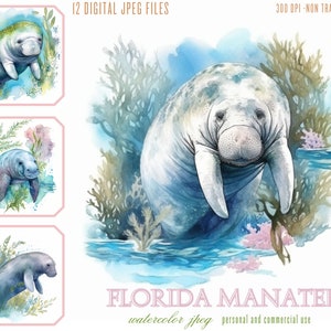 Lamantins de Floride dans Crystal River Digital Illustration Bundle, lamantins JPG fichiers pour un usage commercial, journaux indésirables, vie océanique par sublimation