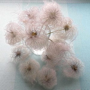 Gedroogde pluizige clematiszaadjes for Crafts