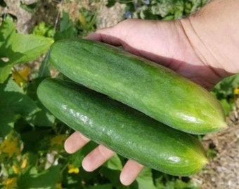 Cucumber Seeds Heirloom NON-GMO Crispy Fragrant From USA 30 A.k.a. Lebanese ORGANICALLY GROWN Persian Beit Alpha 