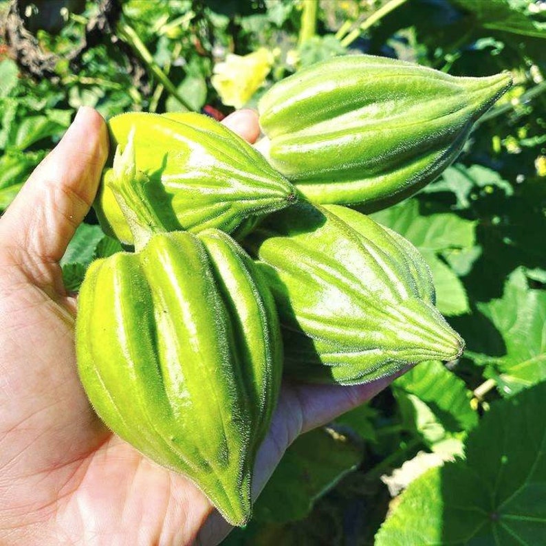 10 Seeds for Planting & Gardening Motherland Okra. West Etsy