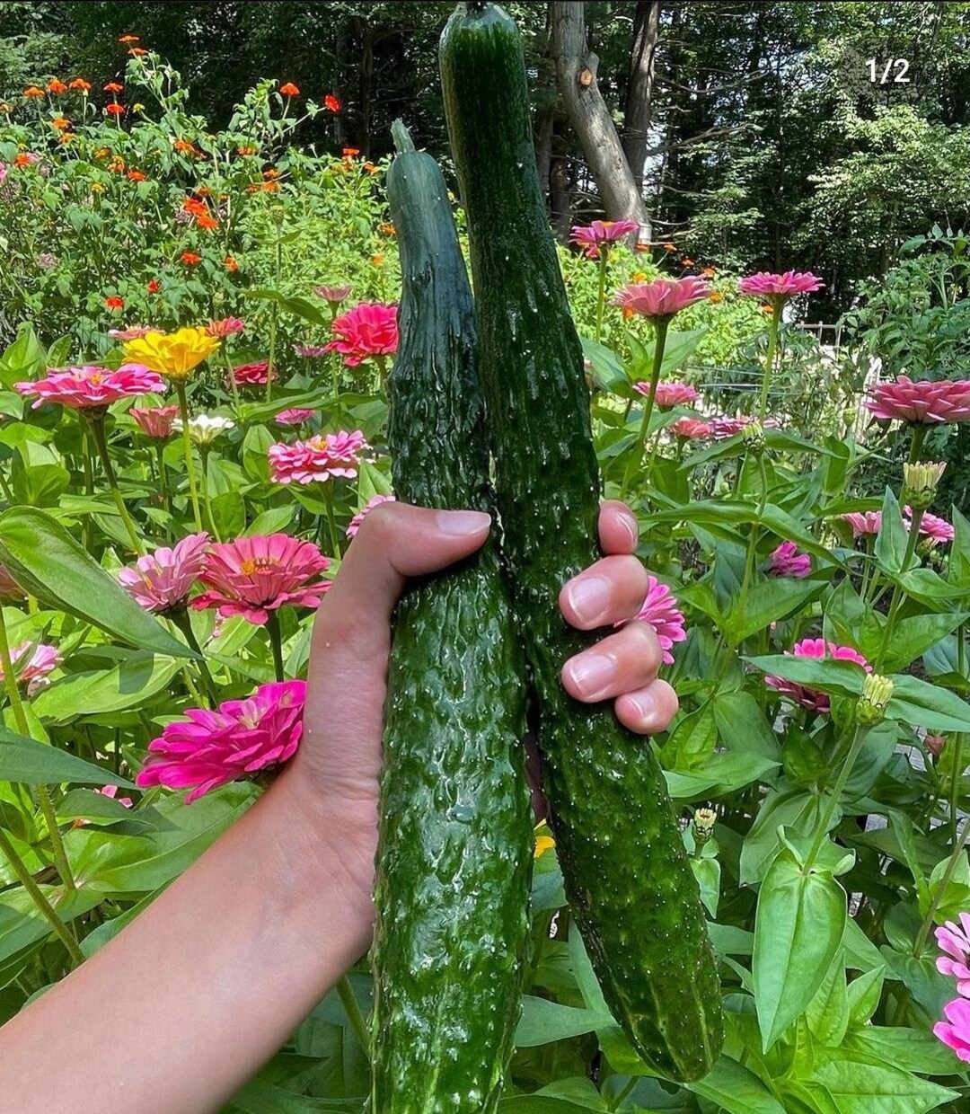 25 Seeds for Planting & Gardening China Jade Cucumber. Grow Etsy