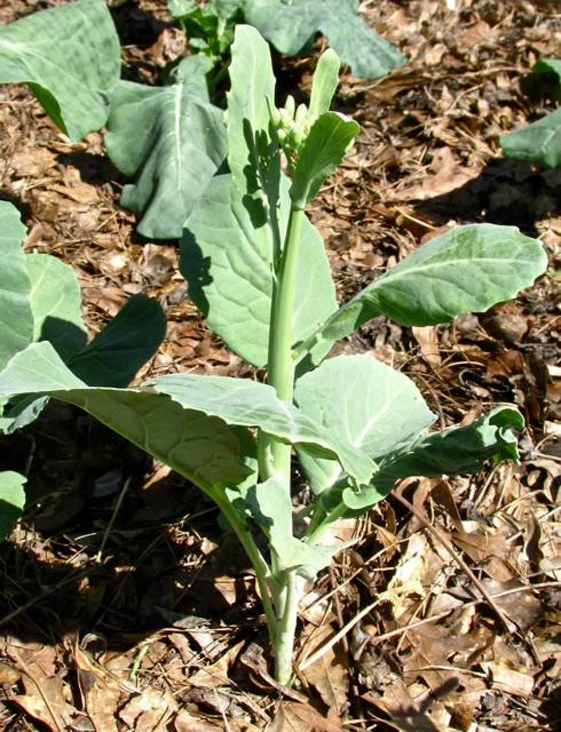 300 Seeds for Planting & Gardening Yod Fah Chinese Broccoli. Etsy