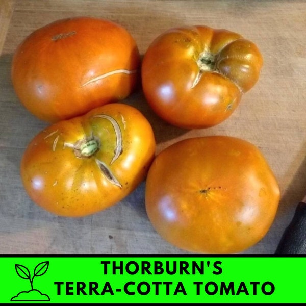 Thorburn Terracotta Tomato Seed - Etsy