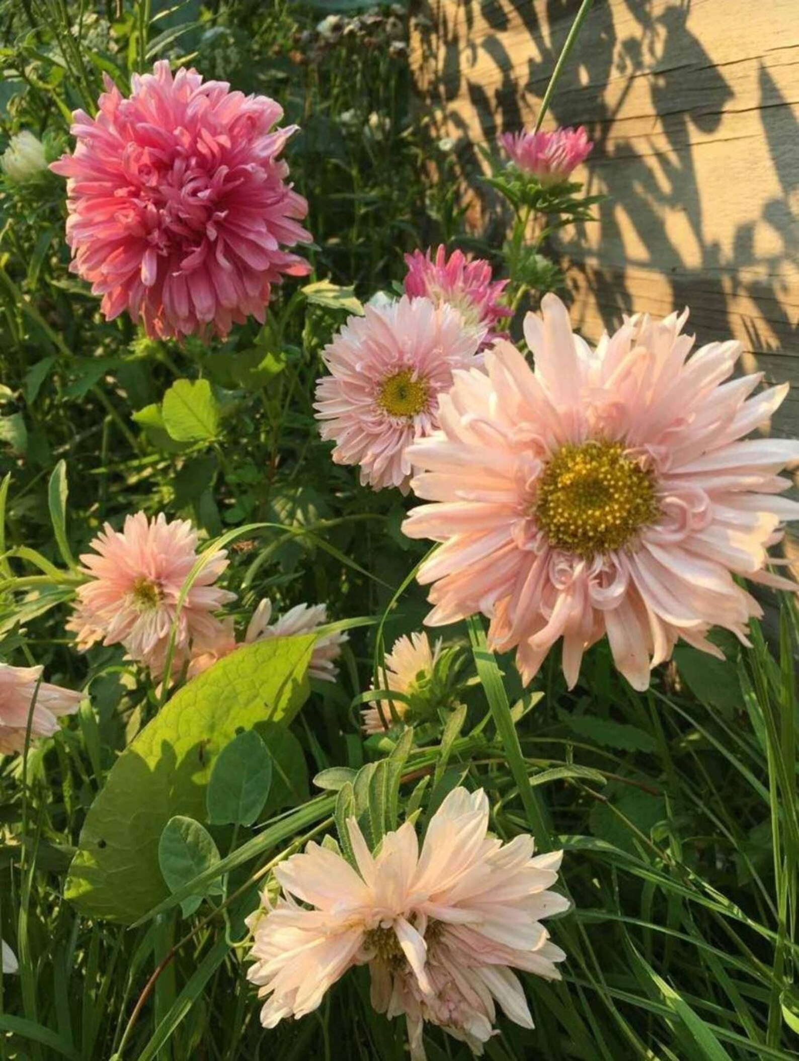 75 Seeds for Planting & Gardening Salmon Janina Aster. Grow Etsy