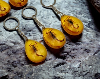 Scorpion Keychain • Real Scorpion • Insect Keychain • Preserved Insect • Cool gifts • Unique Gifts