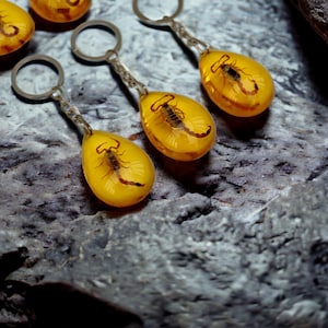 Scorpion Keychain • Real Scorpion • Insect Keychain • Preserved Insect • Cool gifts • Unique Gifts