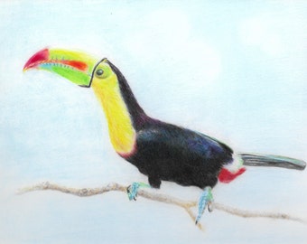 Toucan