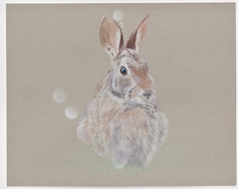 Hand drawn colored pencil artwork of a bunny, bunny illustration,