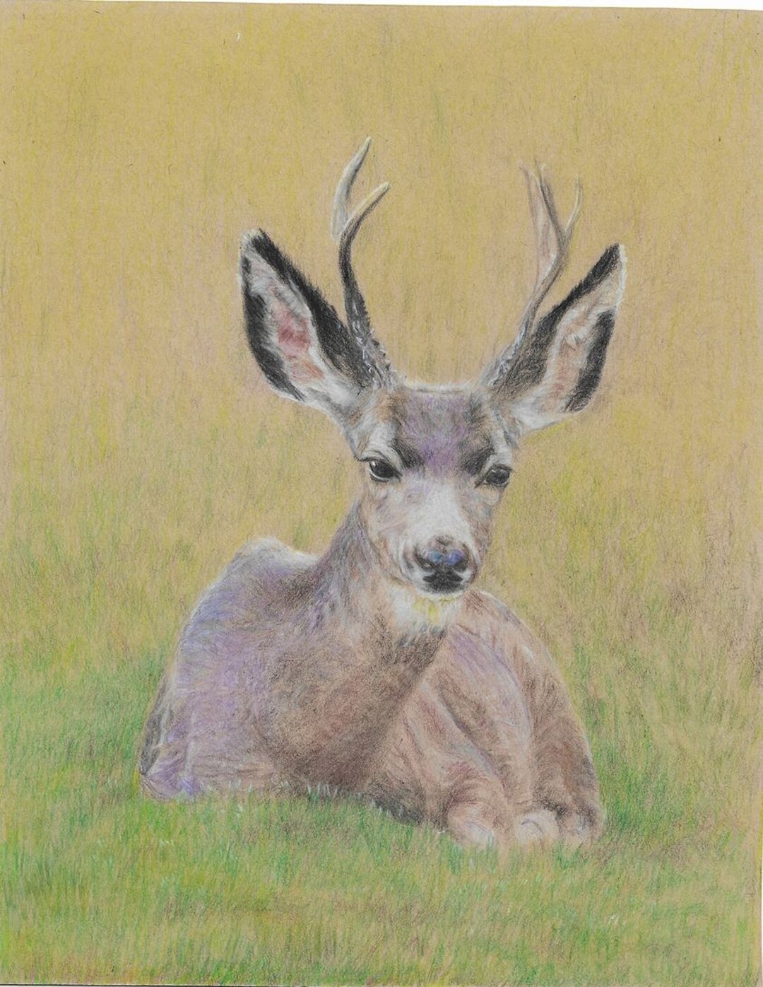 Colored Pencil Drawing of a Deer, Deer Illustration, Nature Drawing ...