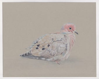 Kleurpotloodtekening van een rouwduif, vogelillustratie, vogelmuurkunst