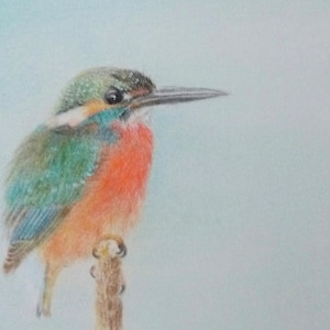 Colored Pencil drawing of a Kingfisher, kingfisher illustration, realism, original kingfisher drawing