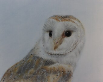 Barn Owl