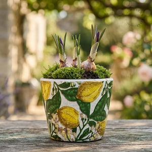 May include: A ceramic plant pot featuring a lemon and leaf pattern. The pot holds green moss and several crocus plants with purple buds. The pot is on a weathered wooden surface, with a blurred garden in the background.
