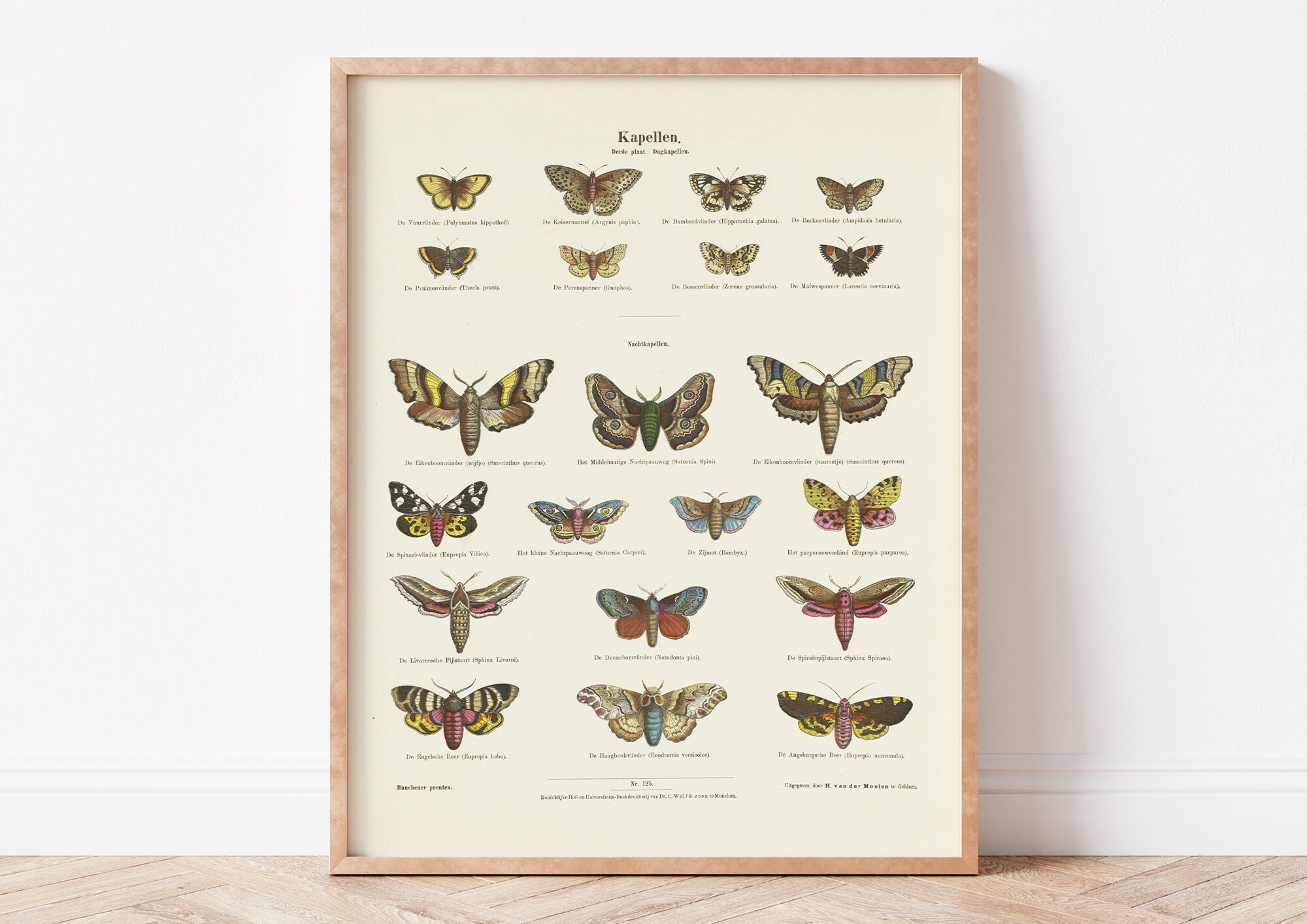 Butterfly Art Poster Etsy