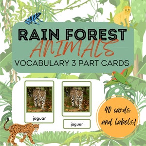 Cartões de animais da floresta tropical, 3 partes, animais da américa do sul, cartões de vocabulário, geografia, educação, centro de idiomas, montessori