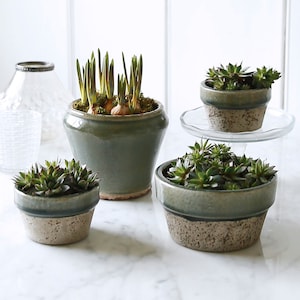 May include: Three green ceramic pots containing different types of plants. The pots have a textured, speckled finish. The plants are a variety of succulents and a small plant with green leaves.