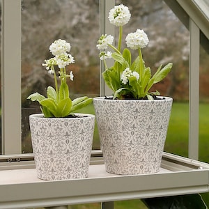 May include: Two white flowering plants in grey patterned ceramic pots on a shelf in a greenhouse.