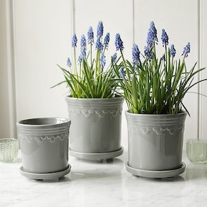 May include: Three grey ceramic planters with scalloped edges, two with blue grape hyacinth flowers and one empty. The planters are on a white marble surface.