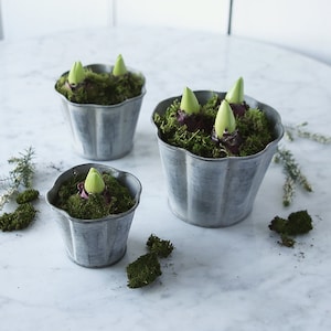 May include: Three small, grey metal pots with fluted edges, filled with green moss and hyacinth bulbs with green shoots emerging.