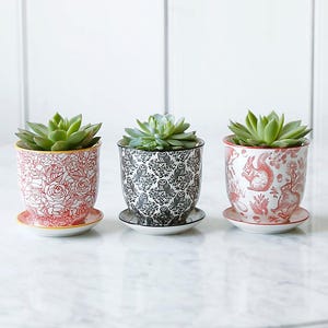 May include: Three ceramic plant pots with matching saucers, each containing a green succulent. The left pot features a red floral pattern, the centre pot has a black owl and foliage design, and the right pot displays a red woodland animal motif.