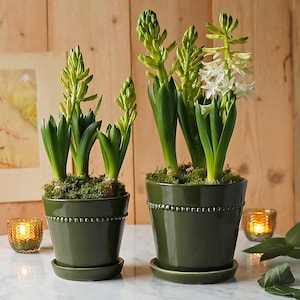 May include: Two dark olive green ceramic pots with matching saucers, each featuring a beaded rim detail. The pots contain blooming hyacinth plants with green stalks and white flowers, with green moss covering the soil surface of each plant.