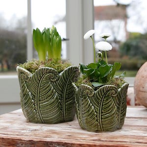 Evergreen Leaves Plant Pot