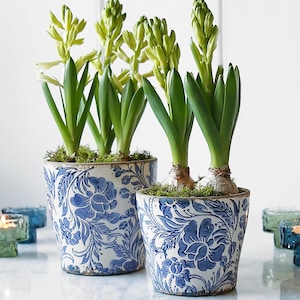 May include: Two hyacinth plants in blue and white floral pots. The plants have green leaves and light green flower buds. The pots are on a white surface, with small blue glass candle holders in the background.