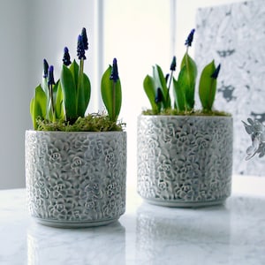 May include: Two grey ceramic planters with a floral design, each containing a small plant with blue flowers and green leaves.