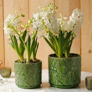 May include: Two potted hyacinth plants with white flowers and green leaves. The plants are in green ceramic pots with a floral relief pattern. The pots are on a white surface with decorative items.