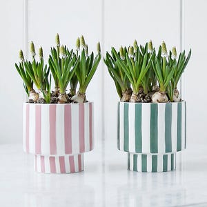 May include: Two potted plants with white flowers in striped ceramic planters. The planter on the left is pink and white, and the planter on the right is green and white.