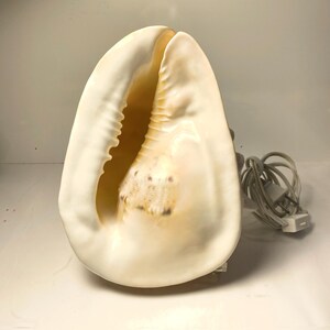 May include: A large, cream-colored seashell lamp with a natural, textured surface. The interior has a warm, golden hue with dark spots. A gray power cord and plug are attached, suggesting it is an electric lamp. The lamp is designed to illuminate a space.