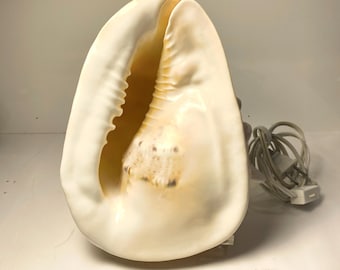 May include: A large, cream-colored seashell lamp with a natural, textured surface. The interior has a warm, golden hue with dark spots. A gray power cord and plug are attached, suggesting it is an electric lamp. The lamp is designed to illuminate a space.